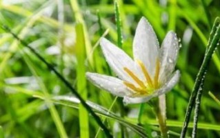 葱兰花期多久时间？详解葱兰的生长过程（从种植到开花，一步步揭秘葱兰的成长历程）