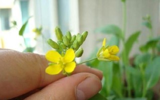 白菜开花了还能吃吗？-保持食品安全的关键（白菜开花是否安全？应该如何处理？）