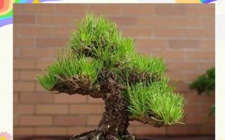 湿润盆栽土壤的处理方法（如何改善过湿的盆栽土壤）