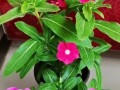 长寿花开花有毒吗？室内养护技巧详解（长寿花的花和叶子是否有毒？如何在室内正确养护？）