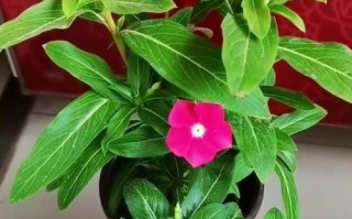长寿花开花有毒吗？室内养护技巧详解（长寿花的花和叶子是否有毒？如何在室内正确养护？）