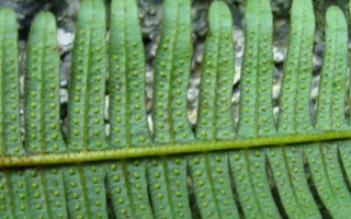 里白是蕨类植物吗？（科学家揭开里白真正身份）