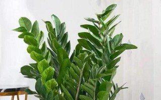 客厅东南角的理想植物选择（打造舒适温馨的家居环境，从植物开始）