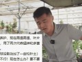 如何正确处理平安树糊巴叶子问题（保护平安树健康成长的关键措施）