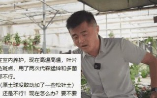 如何正确处理平安树糊巴叶子问题（保护平安树健康成长的关键措施）