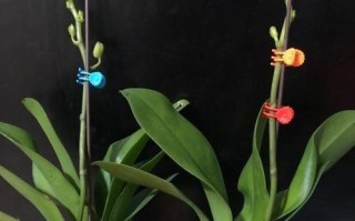 蝴蝶兰的栽培与沙子种植（如何利用沙子种植蝴蝶兰？）