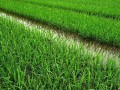 水稻——主要粮食作物之一（从历史到现代，了解水稻的种植、发展与重要性）