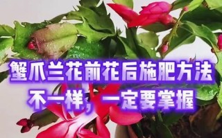 蟹爪莲如何修剪才能开得更多（学会正确修剪，让蟹爪莲花开满枝头）