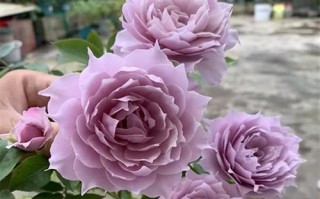 木本花卉的移栽技巧与要点（让花木焕发生机，移栽是关键！）