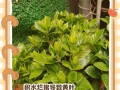 栀子叶子为何会焦黑？（探究栀子叶子焦黑的原因及防治方法）