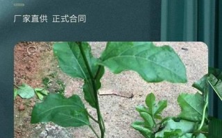 盆栽百香果的养殖技巧与注意事项（打造居家绿意——百香果盆栽的完美选择）