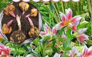 如何科学养护刚买的百合花（初次养花者必看，从养花须知到养护技巧）