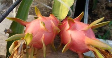 火龙果树(探秘火龙果树的外形、花朵、果实及栽培技巧) 火龙果树(探秘火龙果树的外形、花朵、果实及栽培技巧)