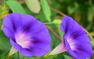 牵牛花一年开几次花？（探究牵牛花的开花周期和注意事项）