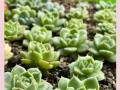 多肉植物夏季换土攻略（打造多肉“清凉地”五步替换营养土）