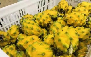 探寻火龙果的特产之地（来自热带美食的口感体验）