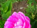 赏玫瑰之美——探秘玫瑰开花季节（春夏秋冬皆可赏，美丽玫瑰开放时）
