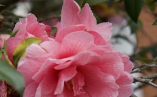 茶花树为何出现黄叶？（黄叶现象的原因及处理方法）