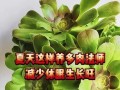 多肉怎么养长得快又旺盛（分享多肉的生长秘诀，让你的多肉成为人人羡慕的大美女）
