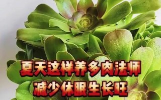 多肉怎么养长得快又旺盛（分享多肉的生长秘诀，让你的多肉成为人人羡慕的大美女）