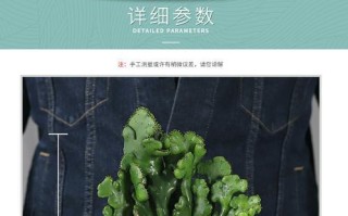 珊瑚豆有毒吗？室内养护指南解析（安全有保障，珊瑚豆也可作为室内绿植养护）