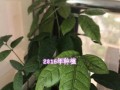 用桂圆籽打造迷你盆栽的艺术（创意植物养护指南，打造独一无二的家居装饰）