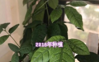用桂圆籽打造迷你盆栽的艺术（创意植物养护指南，打造独一无二的家居装饰）