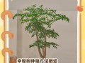 追寻幸福之路——寻找幸福树的旅程（探索自我与自然的和谐之道）