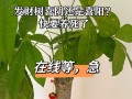 如何养护平安树和发财树（打造绿色家居的秘诀）