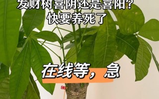 如何养护平安树和发财树（打造绿色家居的秘诀）