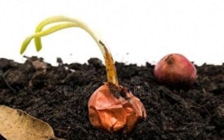 麦菜生长周期的探究（掌握麦菜生长周期，提高种植效率与产量）