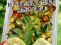 冬枣的最佳食用季节（寻味冬季的鲜美滋味）