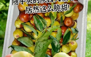 冬枣的最佳食用季节（寻味冬季的鲜美滋味）