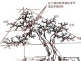 如何正确修剪小九里香——打造美丽的花园（学会修剪技巧，让小九里香焕发生机）