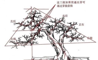如何正确修剪小九里香——打造美丽的花园（学会修剪技巧，让小九里香焕发生机）