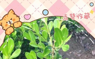 黄杨叶斑病的治疗与防控（掌握关键方法，保护黄杨健康）