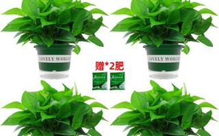 如何正确养护加仑花盆绿萝（室内绿植的养护秘籍，让你的绿萝健康成长）