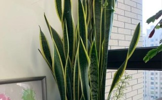 室内大型盆栽如何度过寒冷的冬季（冬季保护和照料大型盆栽的关键技巧）