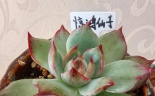 天使之泪的养护之道（探秘天使之泪养护方法，让其持久鲜活）