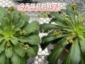 以露微花怎么养护？（关键步骤、技巧和注意事项。）