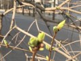 春天里，植树发芽，绿色希望滋润人间（植树发芽，春日风景好；绿叶青草满眼，新生希望涌心头）