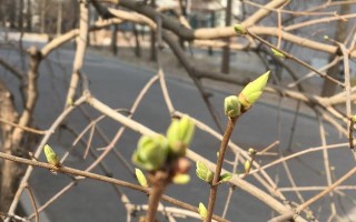 春天里，植树发芽，绿色希望滋润人间（植树发芽，春日风景好；绿叶青草满眼，新生希望涌心头）