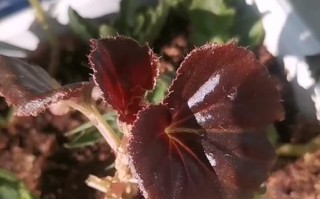 四季海棠花招虫子的应对方法（打造健康的花园，远离害虫困扰）