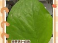 绿萝安全过冬的方法（保持适宜温度湿度，让绿萝度过寒冷的冬天）