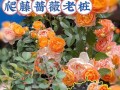如何正确养护剪下的蔷薇花（剪下来的蔷薇花如何延长寿命）