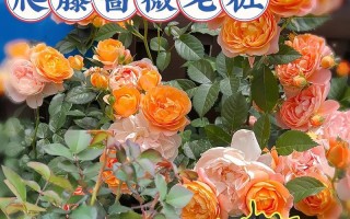 如何正确养护剪下的蔷薇花（剪下来的蔷薇花如何延长寿命）