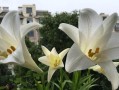 百合花不开花的原因剖析（探究百合花不开花的主要因素与解决方法）