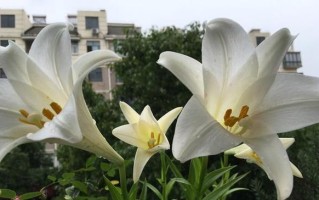 百合花不开花的原因剖析（探究百合花不开花的主要因素与解决方法）