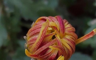 菊花花骨朵的成长和开放（探究菊花花骨朵的神奇魔力和开花时间）