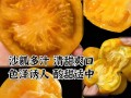柿子和西红柿的异同点剖析（你以为它们一样？详解真相）